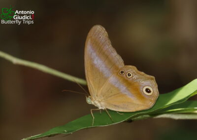 Coelites euptychioides
