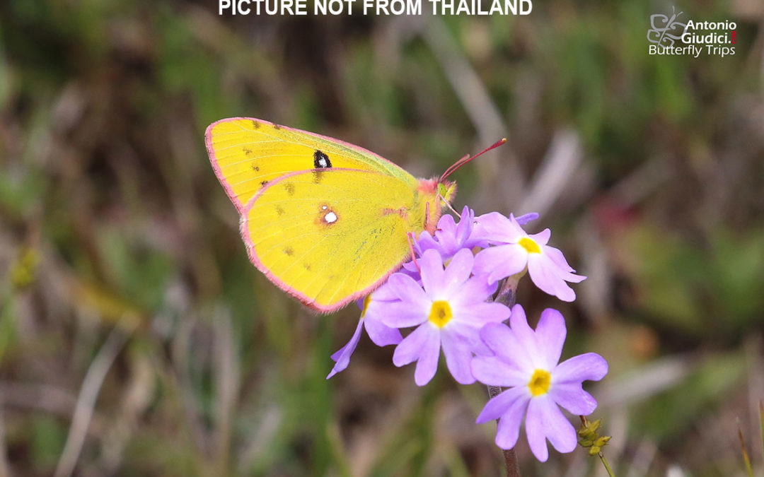 The Dark Clouded Yellowผีเสื้อปุยเมฆสีส้มColias fieldii