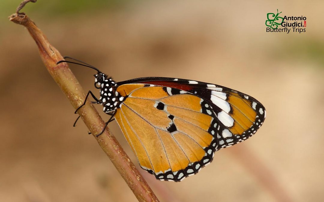 The Plain TigerหรือหนอนใบรักธรรมดาDanaus chrysippus