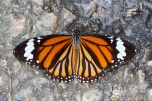 Danaus Genutia