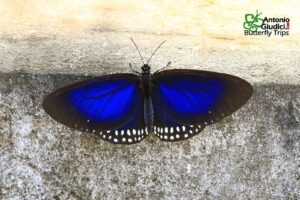 Euploea Camaralzeman