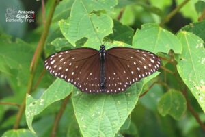 Euploea Camaralzeman Malayica