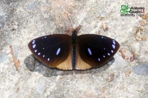 Euploea Eunice Leucogonis