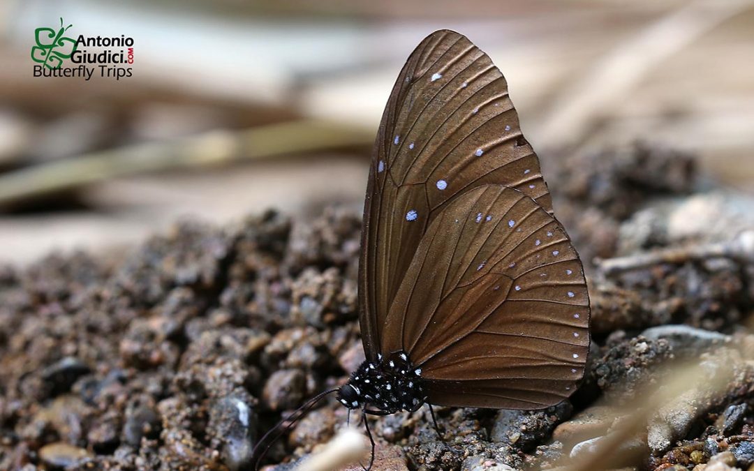 The Striped Blue Crowผีเสื้อจรกาเมียลายEuploea mulciber