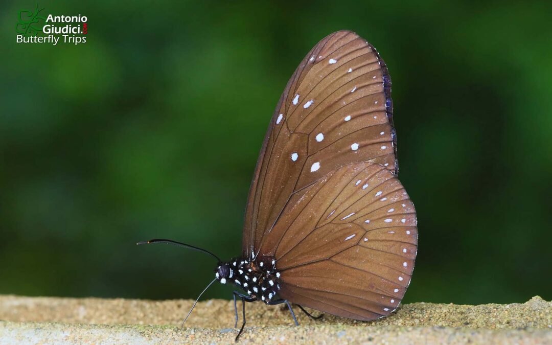 Euploea mulciber