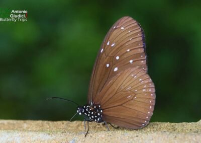 Euploea mulciber