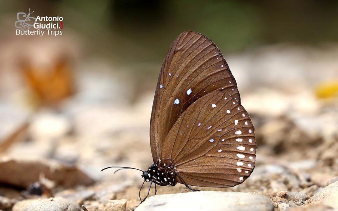 The Double Branded Blue Crowผีเสื้อจรกาสองขีดEuploea sylvester