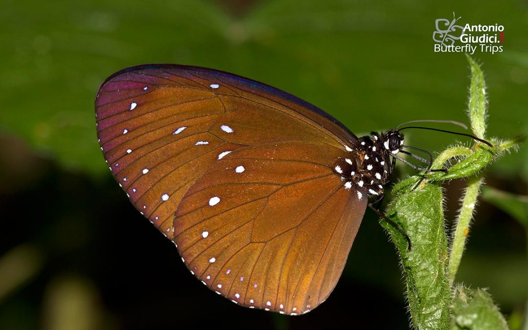 The Dwarf Crowผีเสื้อจรกาแคระEuploea tulliolus