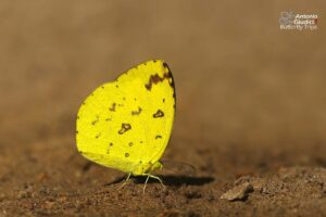 Eurema Hecabe (2)