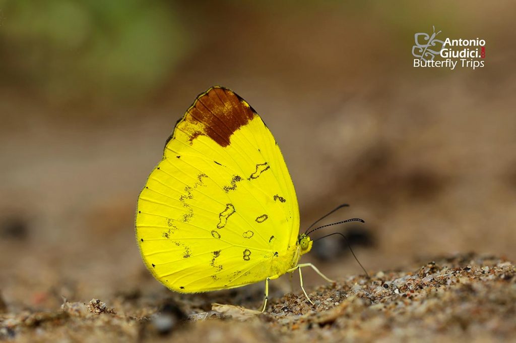 Eurema Simulatrix - Thai Butterfly Trips