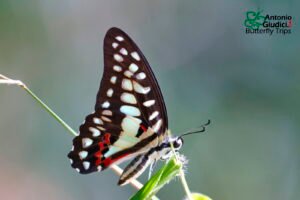 Graphium Doson Actor
