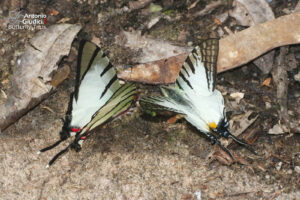 Graphium Eurous And Graphium Agetes