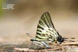 Graphium Eurous3