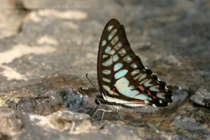 Graphium Eurypylus Acheron Supat