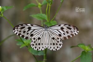 Ideopsis Gaura Perakana