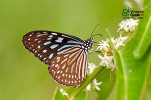 Ideopsis Similis