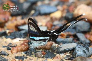 Lamproptera Meges Annamiticus