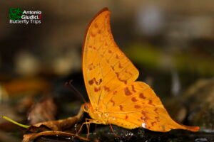 Meandrusa Payeni Amphis
