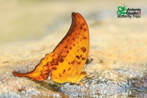Meandrusa Payeni Amphis3