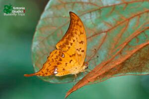 Meandrusa Payeni Ciminius2