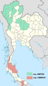 Meandrusa Payeni Map2