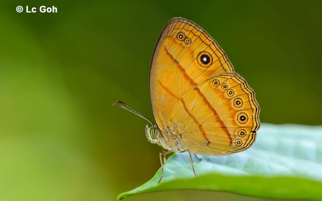 The Tawny Bushbrownผีเสื้อตาลพุ่มสีอิฐMycalesis anapita