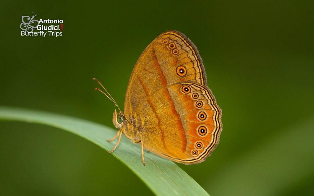 The Malayan Bushbrownผีเสื้อตาลพุ่มมลายูMycalesis fusca