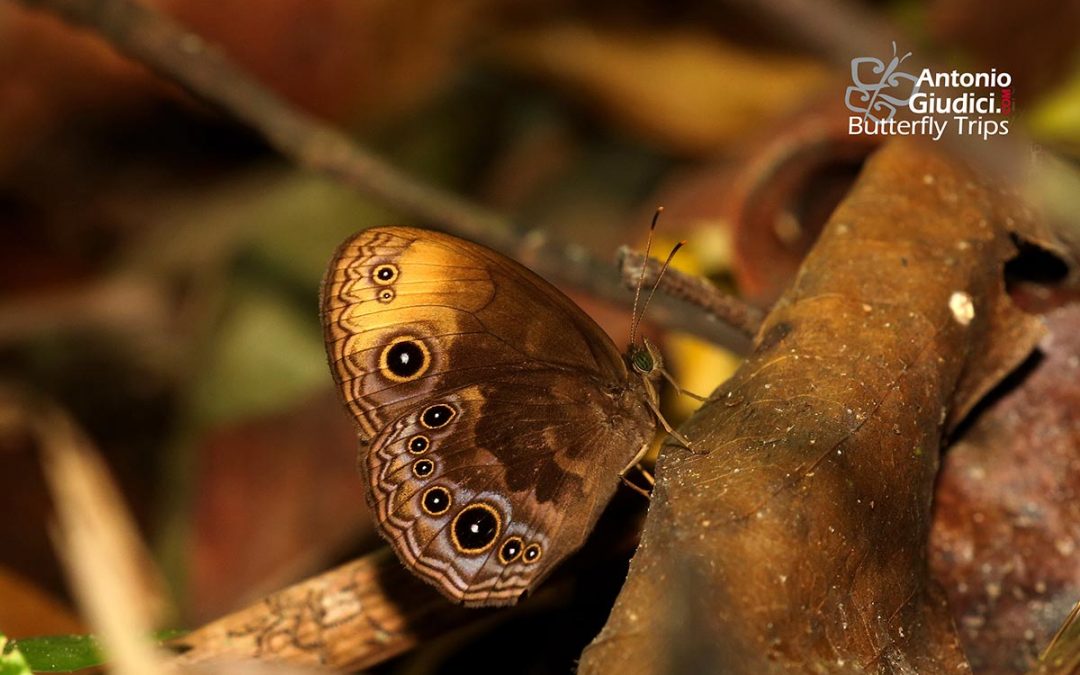 The Bandless Bushbrownผีเสื้อตาลพุ่มแต้มส้มMycalesis maianeas