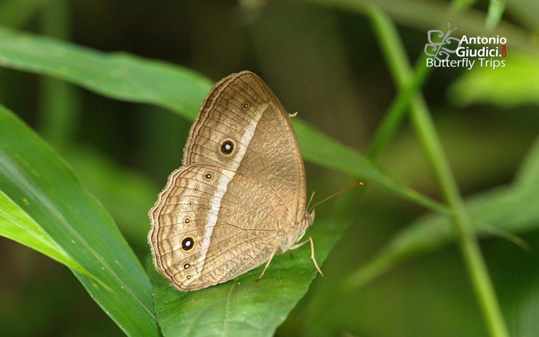 The Bright-eye Bushbrownผีเสื้อตาลพุ่มจุดตาใสMycalesis nicotia