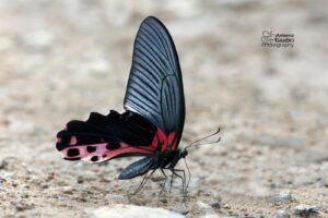 Papilio Alcmenor