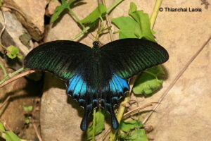 Papilio Bianor Pinratanai