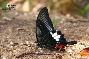 Papilio Iswara