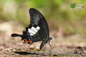Papilio Iswara3