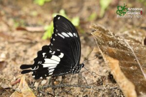 Papilio Nephelus Sunatus