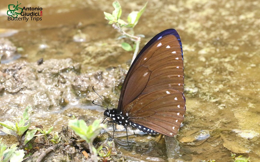 The Great Blue Mimeผีเสื้อเชิงลายใหญ่Chilasa paradoxa