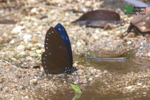 Papilio Paradoxa Aenigma