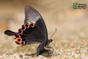 Papilio Paris2