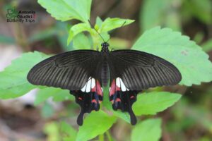 Papilio Polytes Female