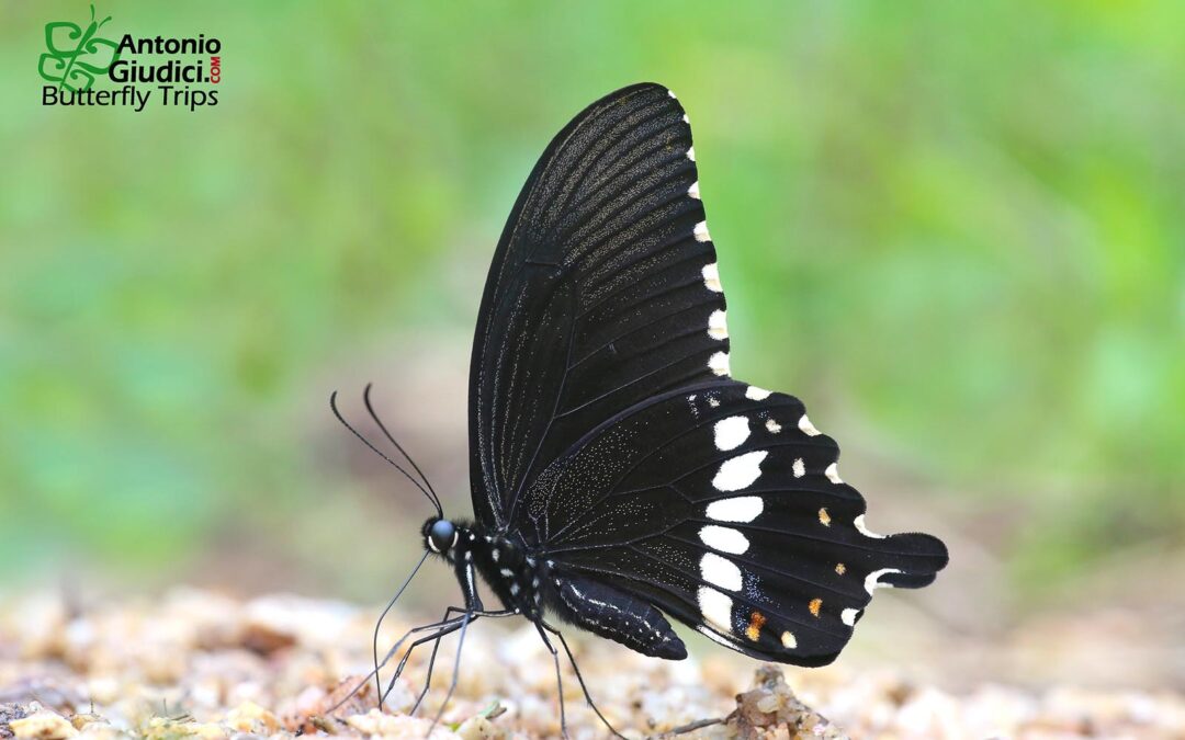 Papilio polytes