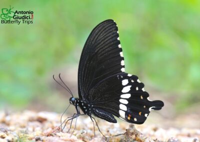 Papilio polytes