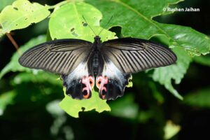 Papilio Protenor Female