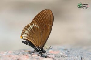 Papilio Slateri Marginata