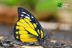 Prioneris Theestylis Malaccana Betong 20 Nay 21