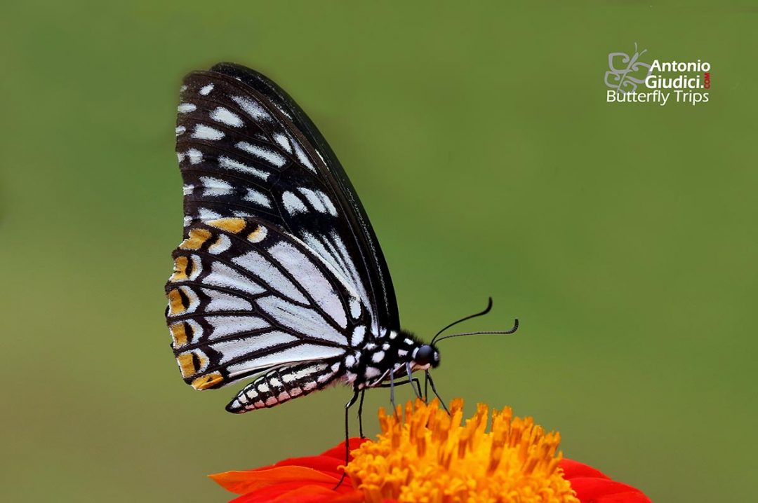 The Common Mime Papilio Clytia Thai Butterfly Trips
