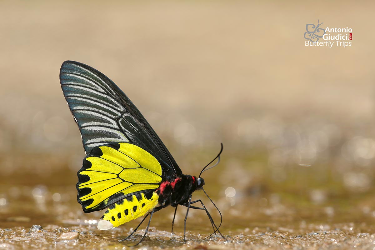 Тройдес бабочка. Бабочка Troides Aeacus. Golden Birdwing бабочка. Бабочка Алуцита Хелена. Бабочка Troides Aeacus Вики.