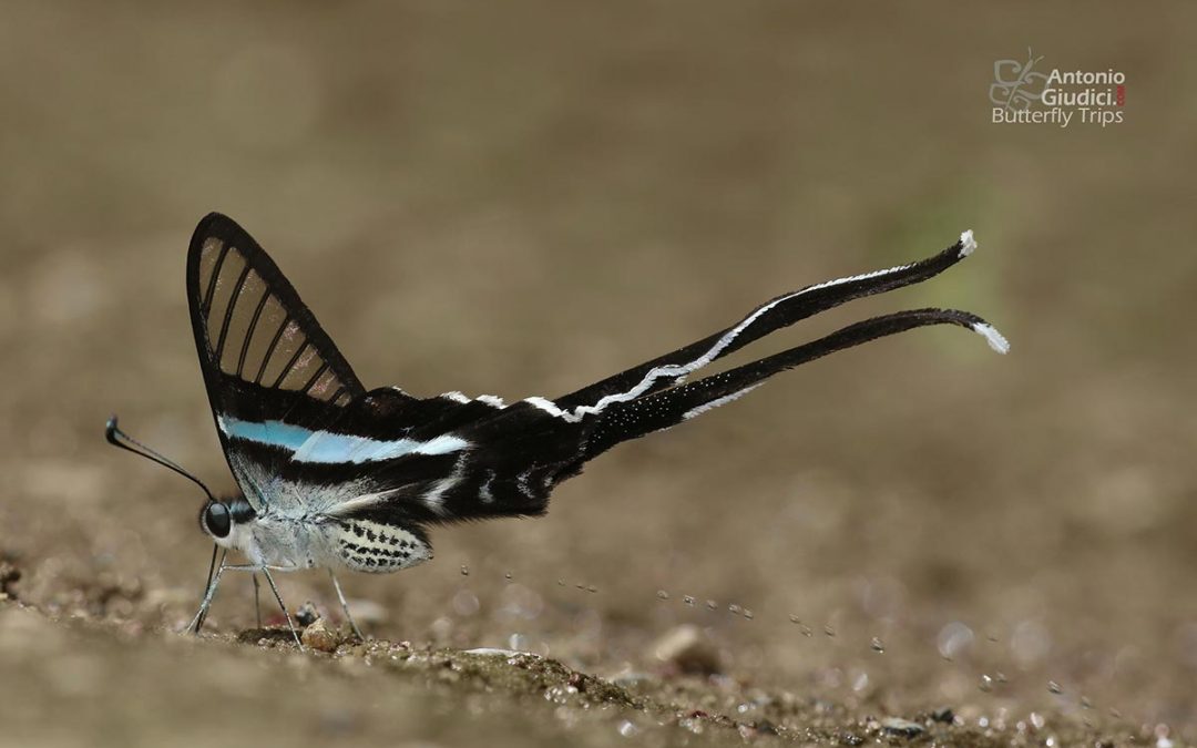 The Green Dragontailผีเสื้อหางมังกรเขียวLamproptera meges