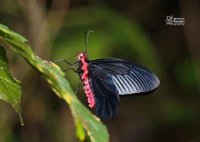 The Malayan Batwingผีเสื้อปีกค้างคาวมาเลย์Atrophaneura varuna varuna