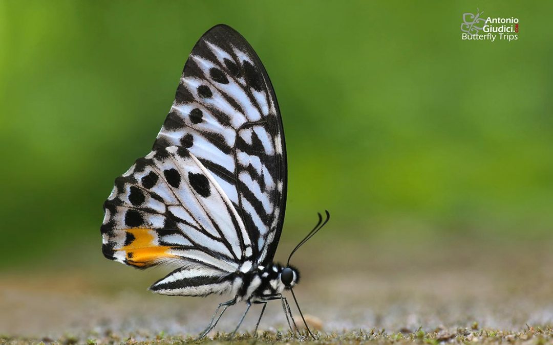 The Malayan Zebraผีเสื้อม้าลายมลายูGraphium delessertii