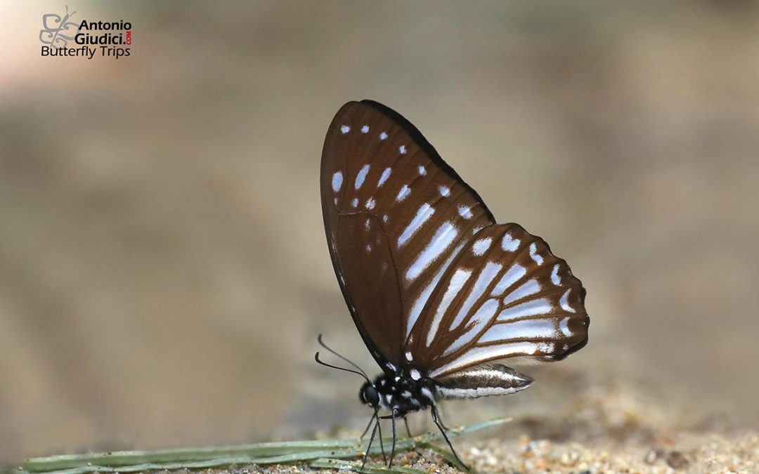 The Obscure Zebraผีเสื้อม้าลายเซลล์ทึบGraphium ramaceus