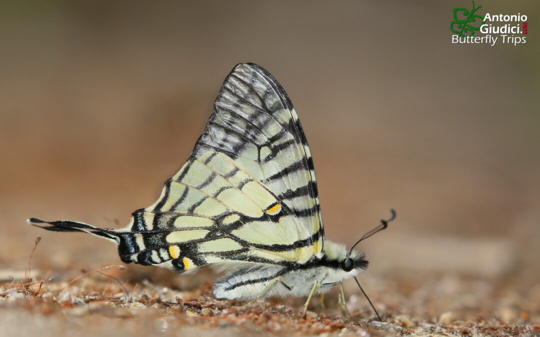 The Spectacles Swordtailผีเสื้อหางดาบสองห่วงGraphium mandarinus